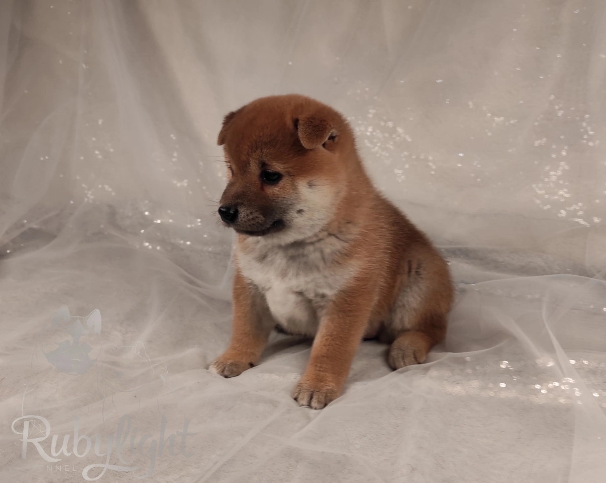 RUBYLIGHT Rika сиба питомник Рубилайт 