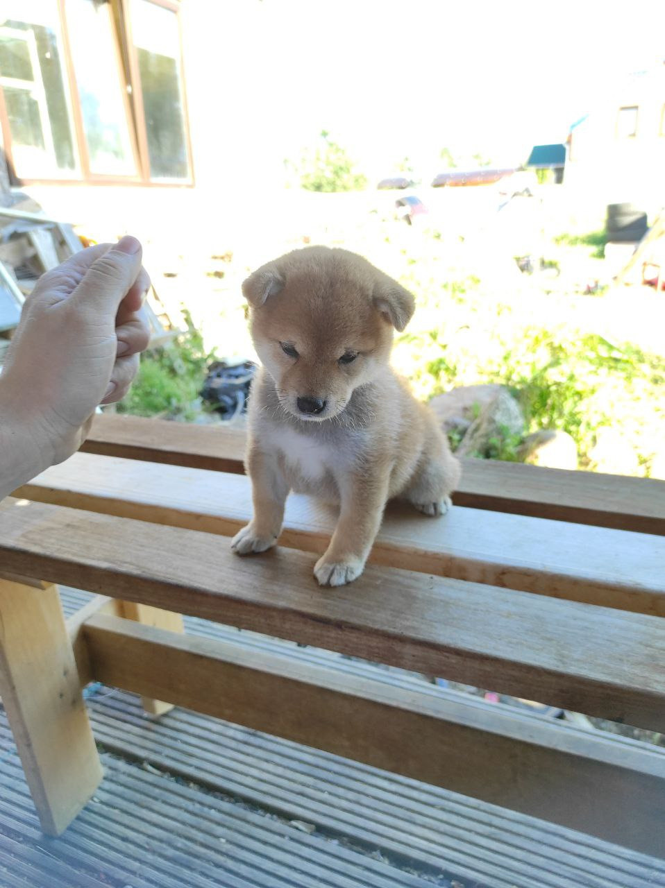 сиба питомник Рубилайт щенки на продажу rubylight  сиба щенки купить Шиба сиба-ину