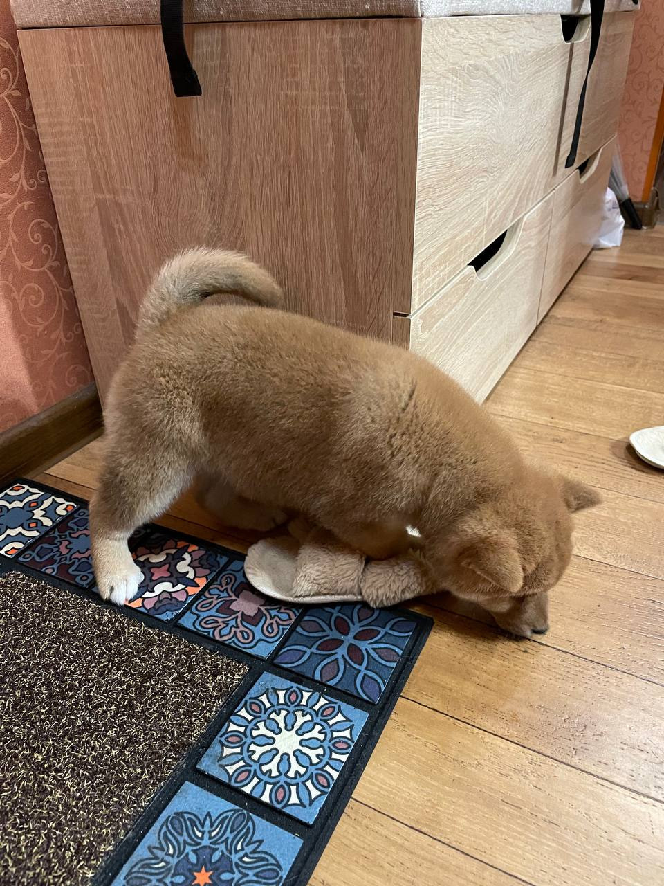 Rubylight Chester сиба питомник Рубилайт 