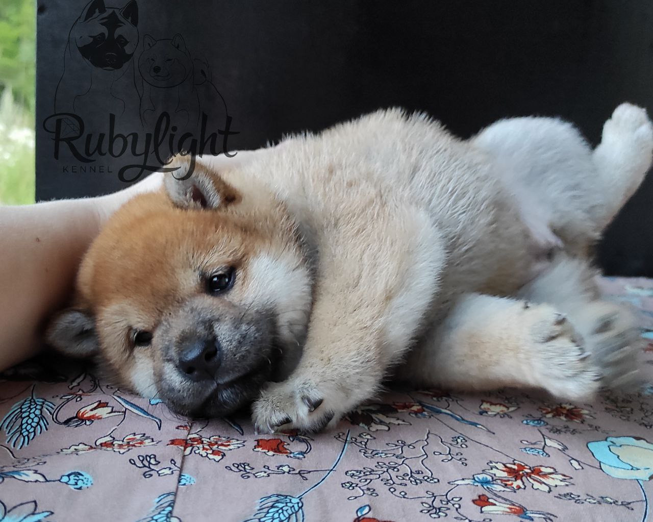 Сиба Rubylight Qiwi питомник Рубилайт 