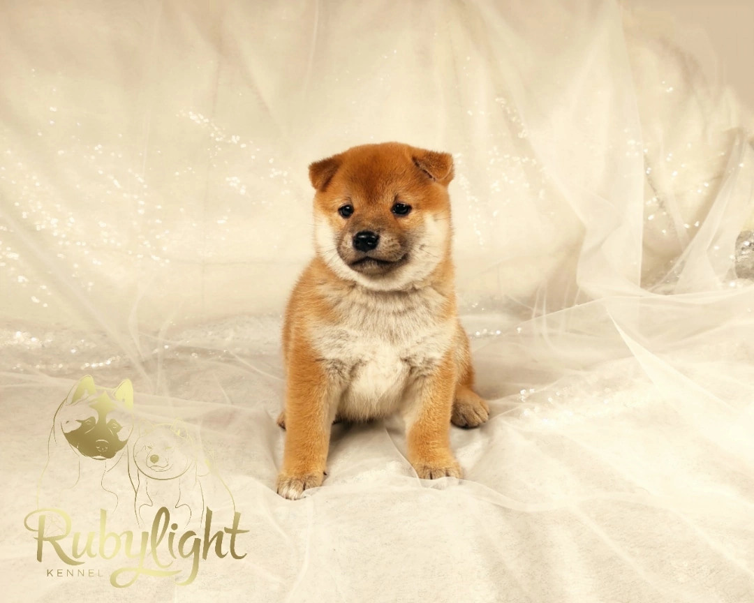 RUBYLIGHT Rika сиба питомник Рубилайт 