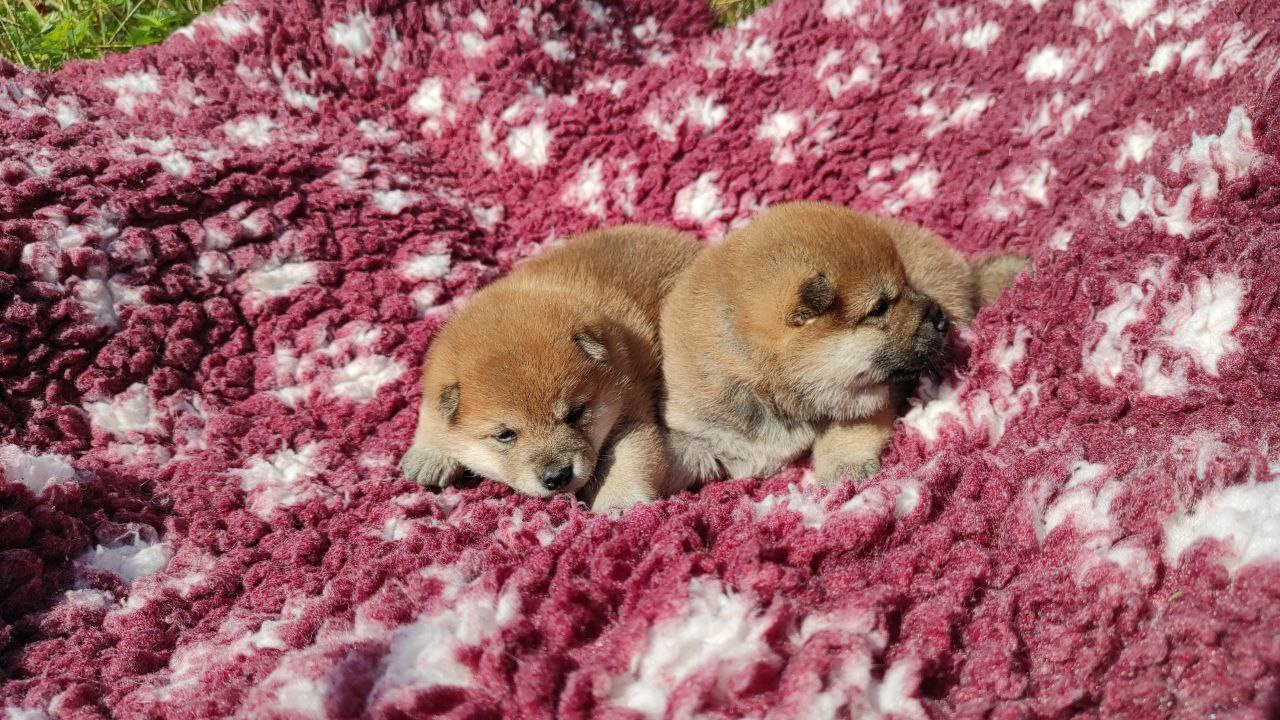 Сиба питомник Рубилайт помет Q