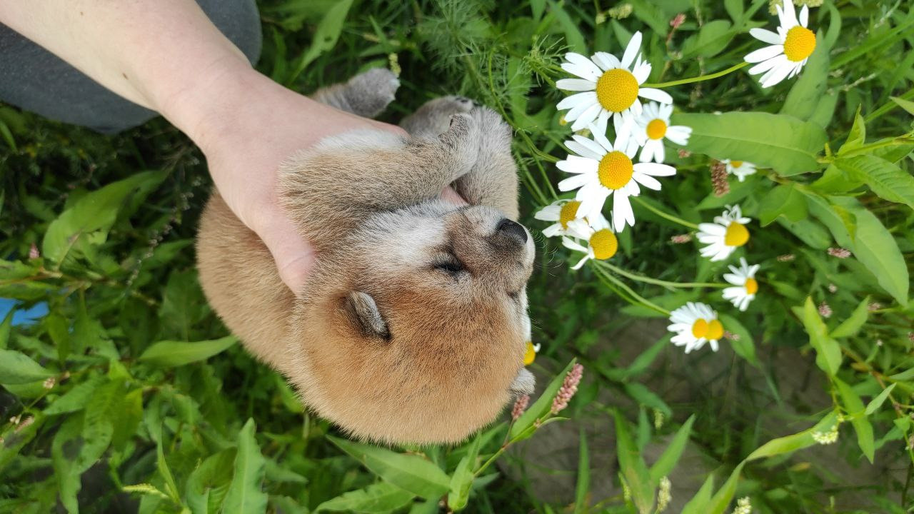 сиба питомник Рубилайт щенки на продажу rubylight  сиба щенки купить Шиба сиба-ину