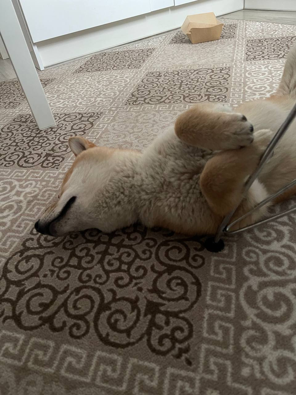 сиба питомник Рубилайт щенки на продажу rubylight  сиба щенки купить Шиба сиба-ину