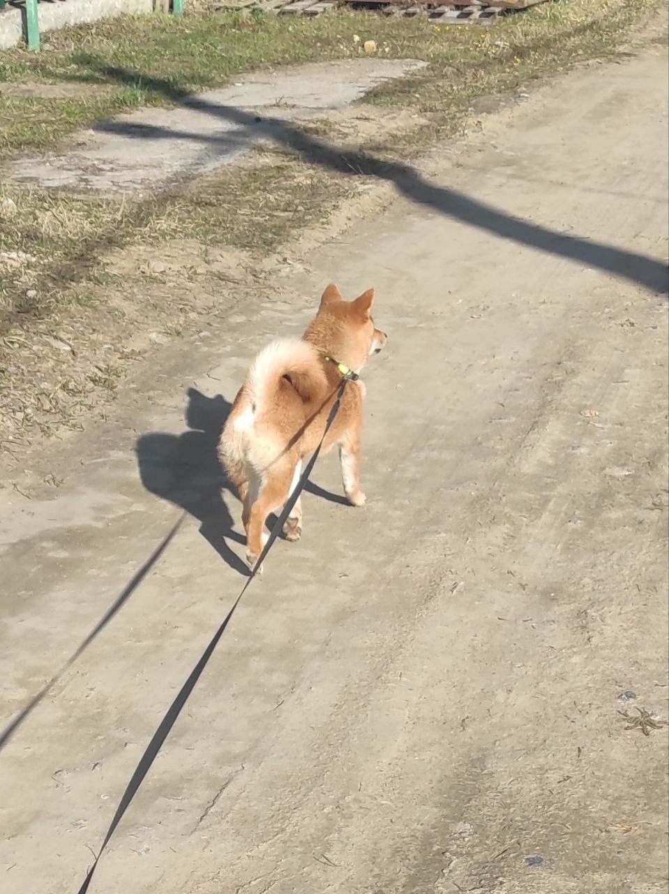 Rubylight Chester сиба питомник Рубилайт 