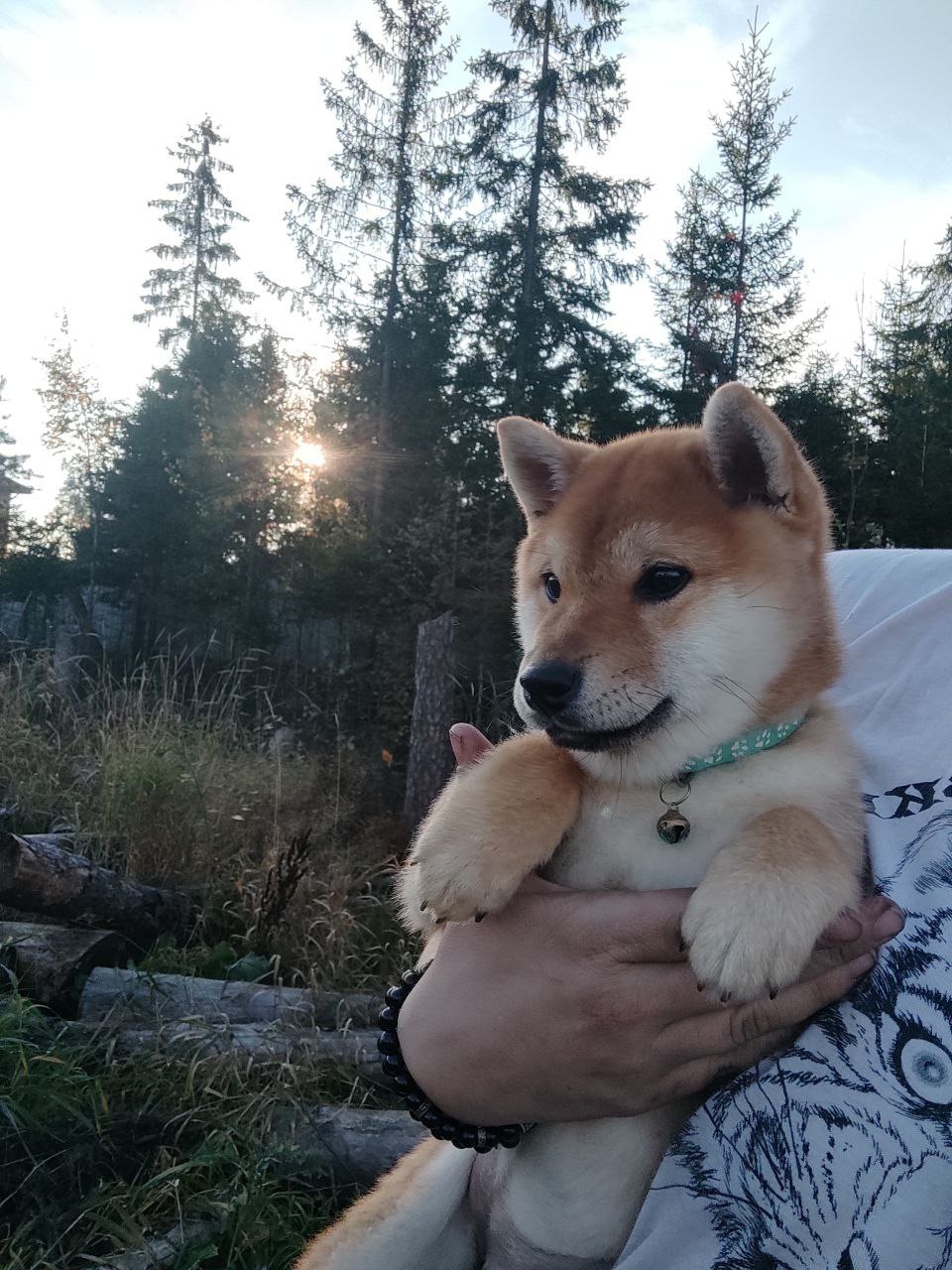 Сиба Rubylight Qiwi питомник Рубилайт 