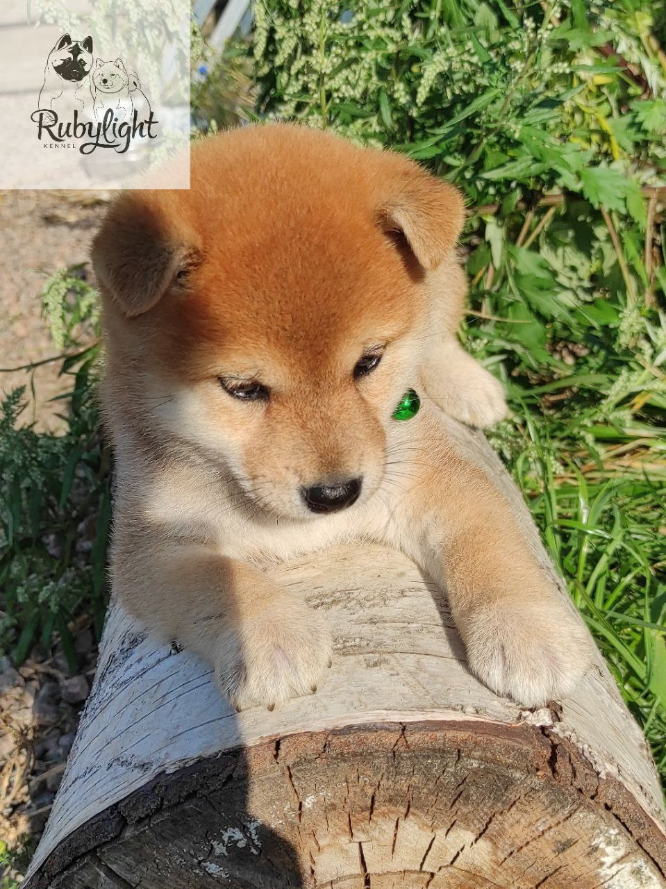 сиба питомник Рубилайт щенки на продажу rubylight  сиба щенки купить Шиба сиба-ину