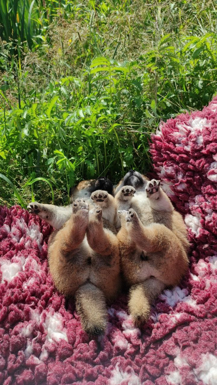 Сиба питомник Рубилайт помет Q