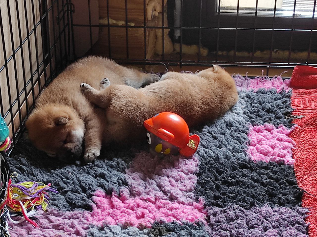 Сиба питомник Рубилайт помет Q