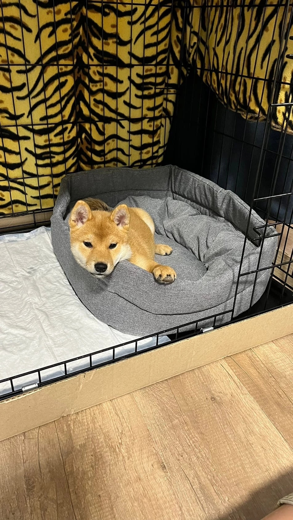 сиба питомник Рубилайт щенки на продажу rubylight  сиба щенки купить