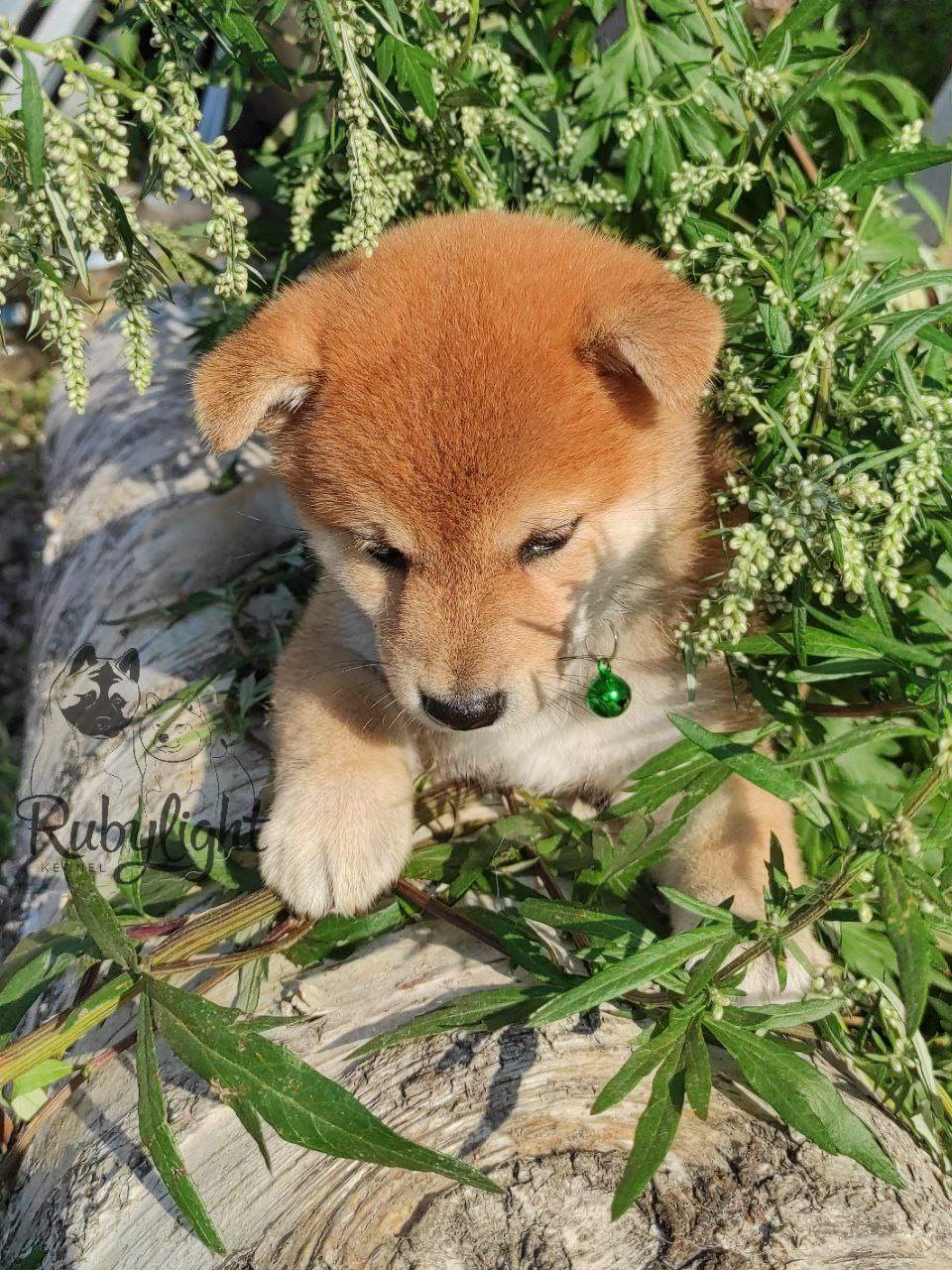 сиба питомник Рубилайт щенки на продажу rubylight  сиба щенки купить Шиба сиба-ину
