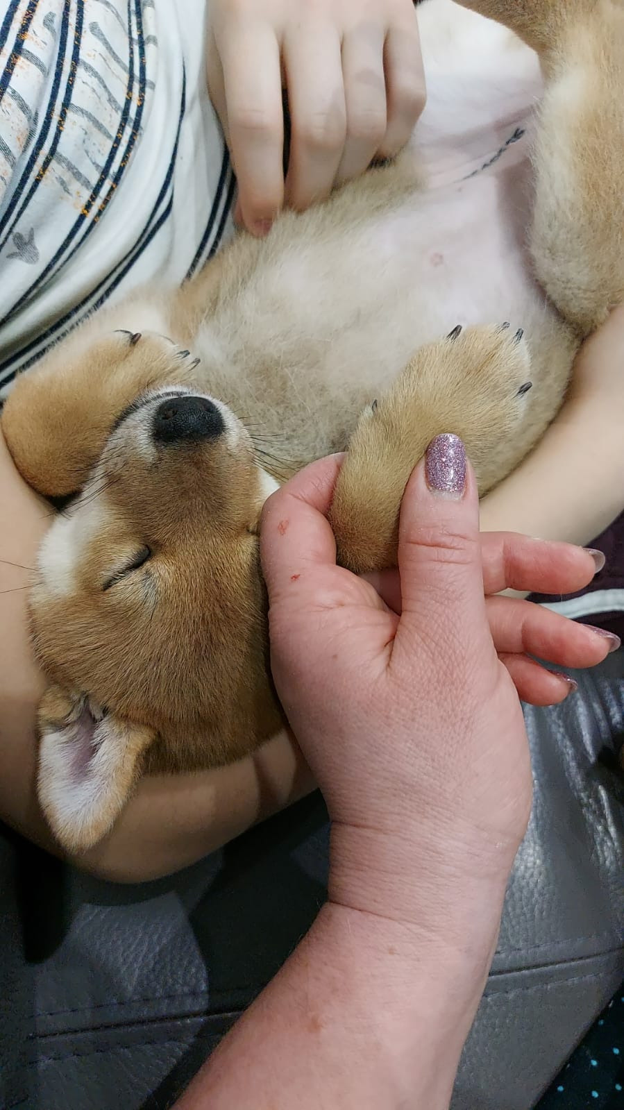 сиба питомник Рубилайт щенки на продажу rubylight  сиба щенки купить