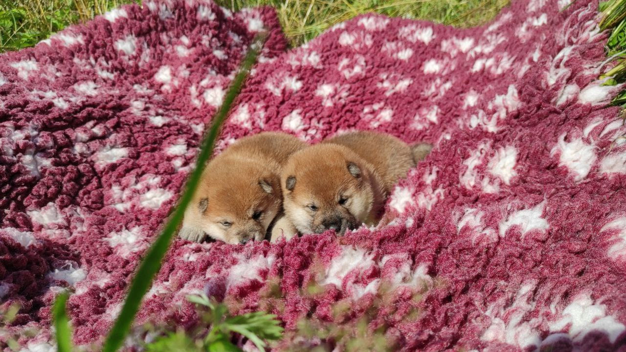 Сиба питомник Рубилайт помет Q