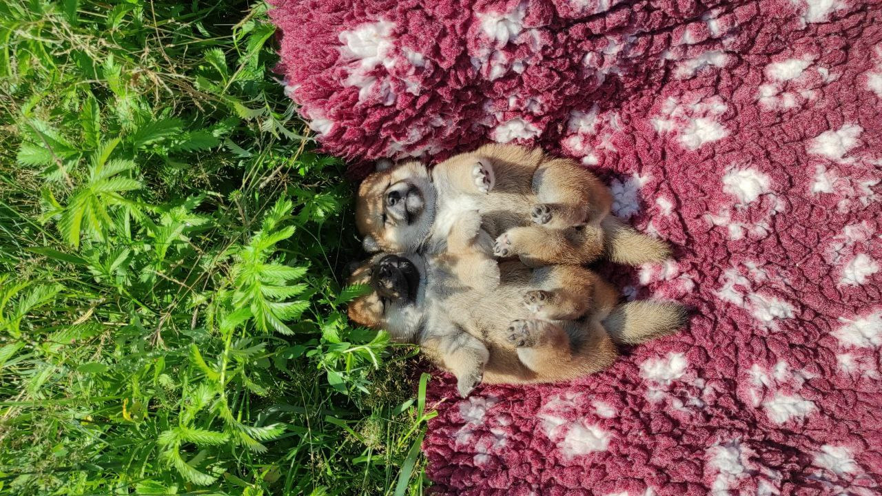 Сиба питомник Рубилайт помет Q