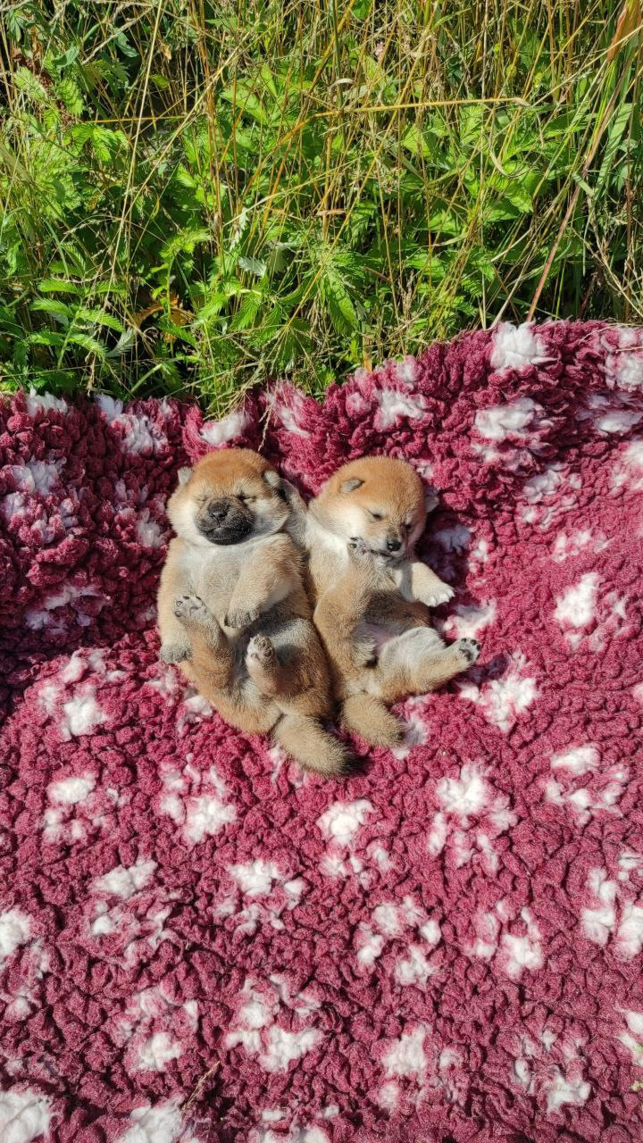 Сиба питомник Рубилайт помет Q