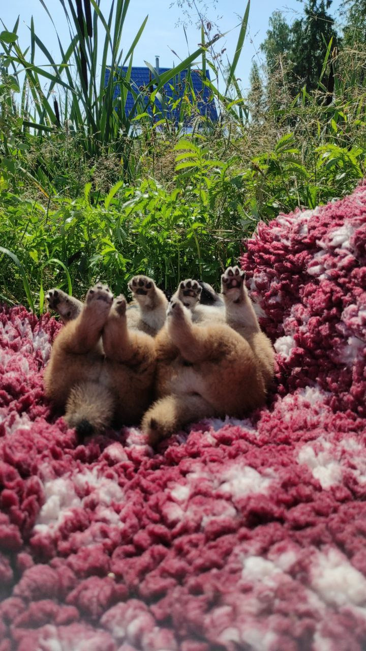 Сиба питомник Рубилайт помет Q