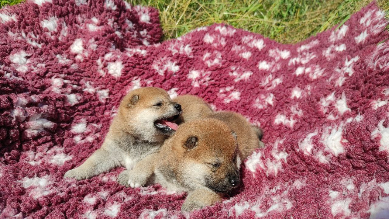 Сиба питомник Рубилайт помет Q