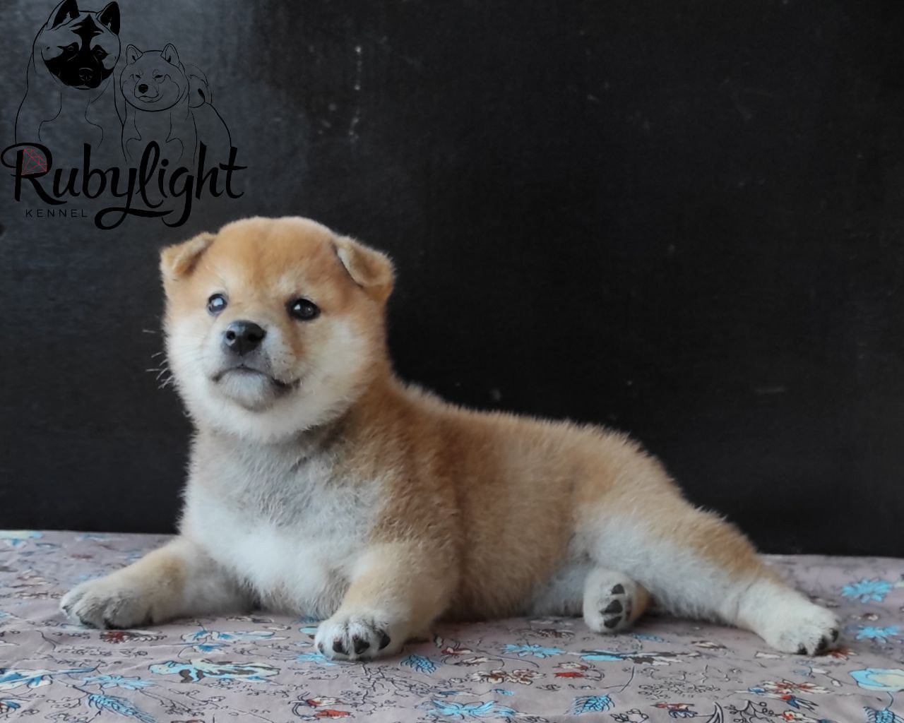 сиба питомник Рубилайт щенки на продажу rubylight  сиба щенки купить Шиба сиба-ину