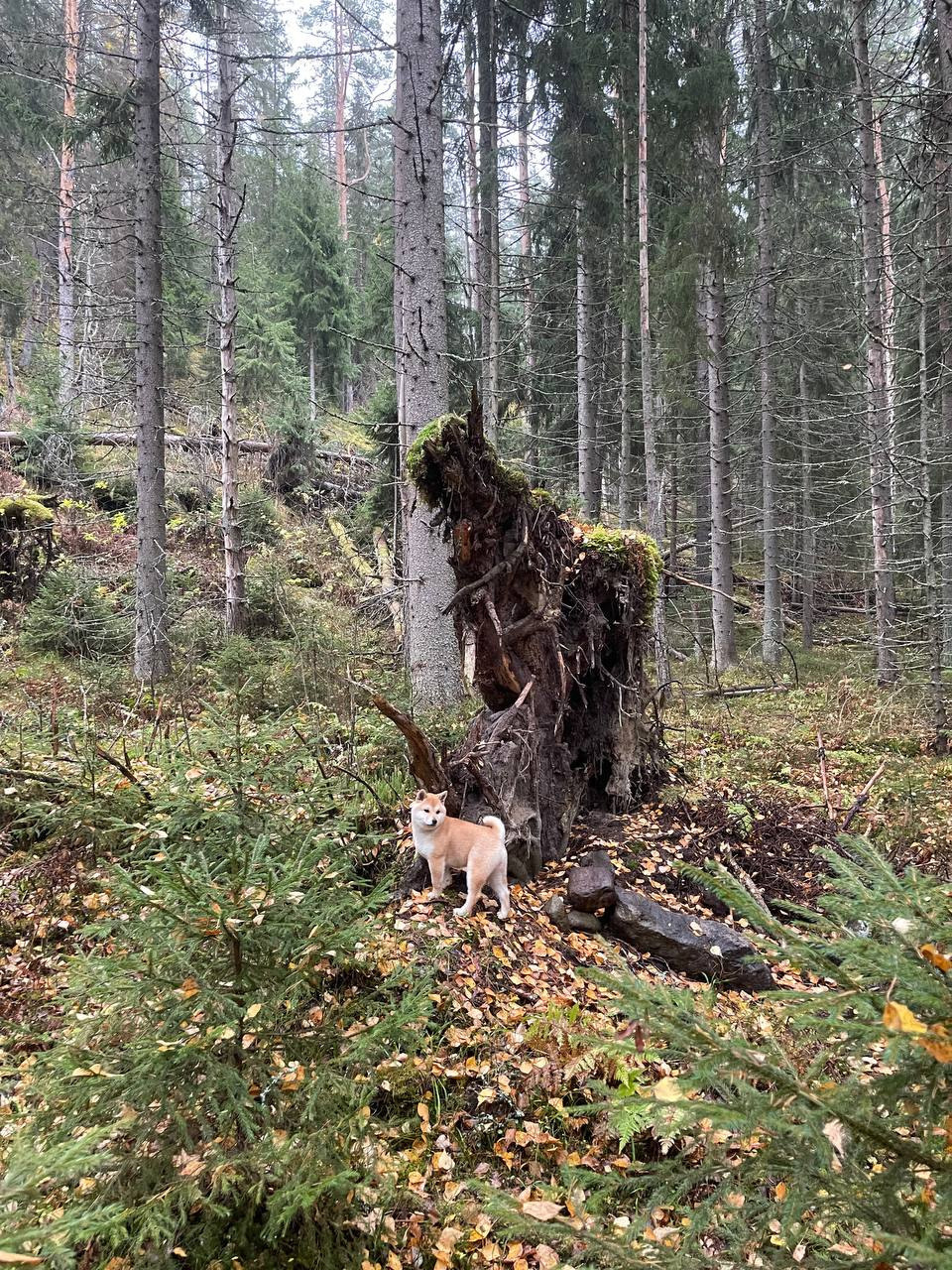 сиба питомник Рубилайт щенки на продажу rubylight  сиба щенки купить Шиба сиба-ину