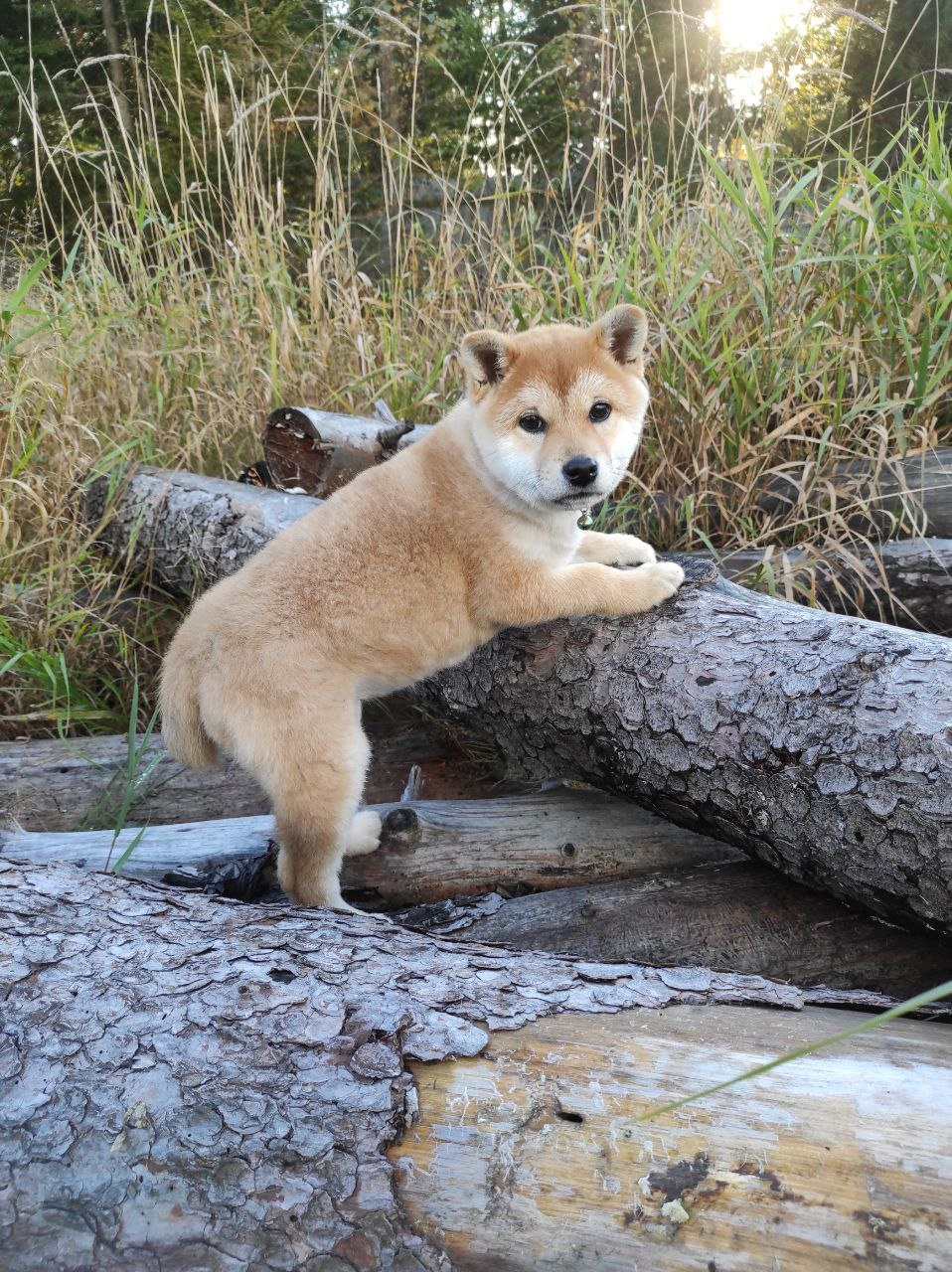 сиба питомник Рубилайт щенки на продажу rubylight  сиба щенки купить Шиба сиба-ину
