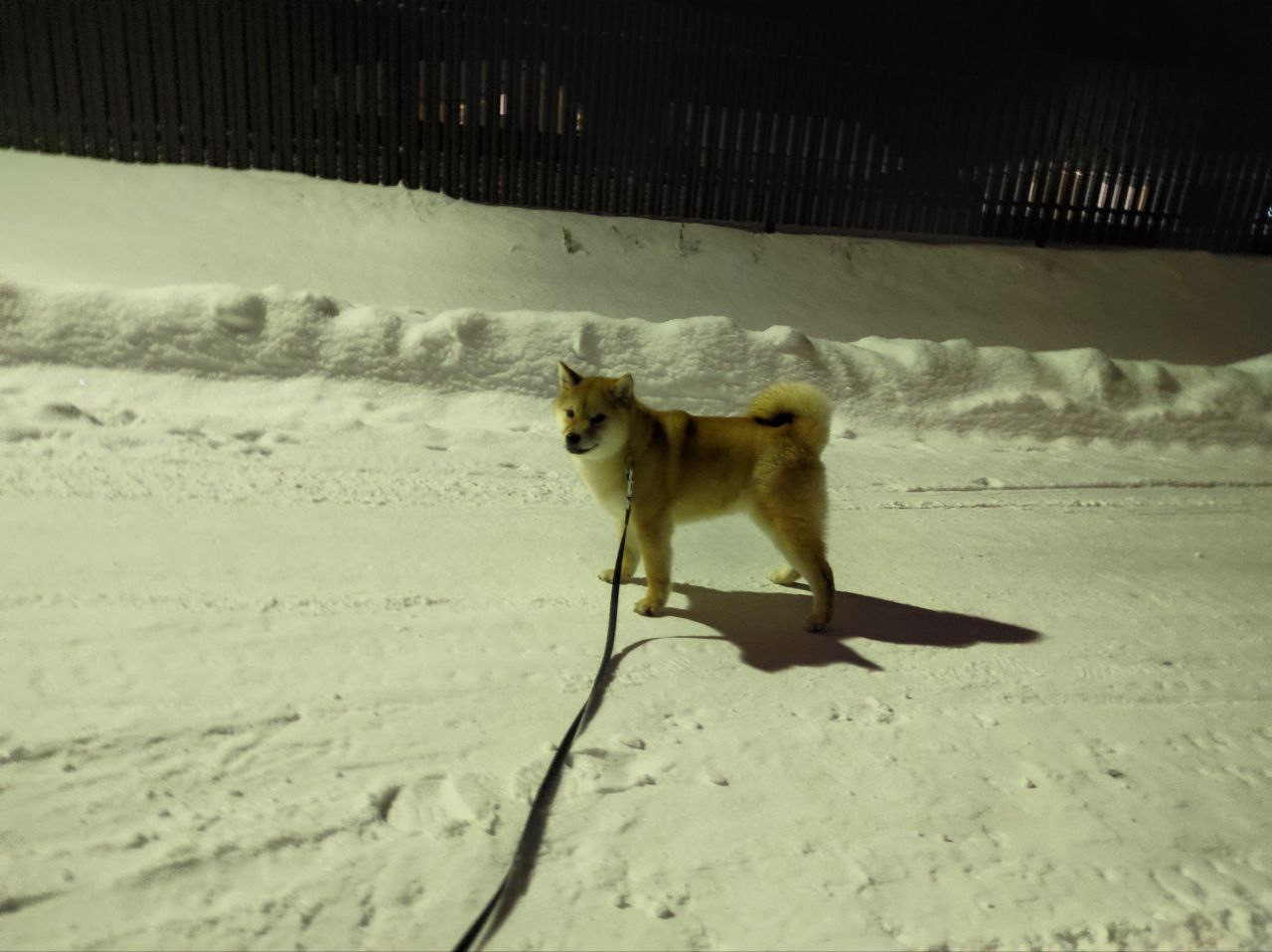 Сиба Rubylight Qiwi питомник Рубилайт 