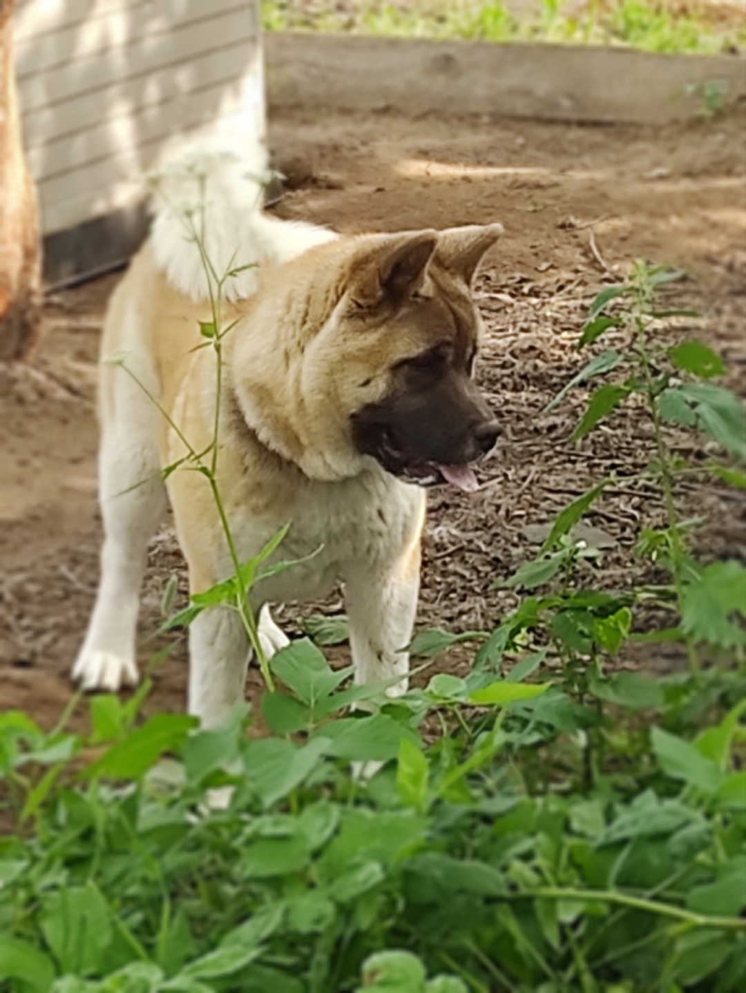 щенки Акита американская купить санкт-петербург питомник RUBYLIGHT BIYA & Dilinze's Hause Orion