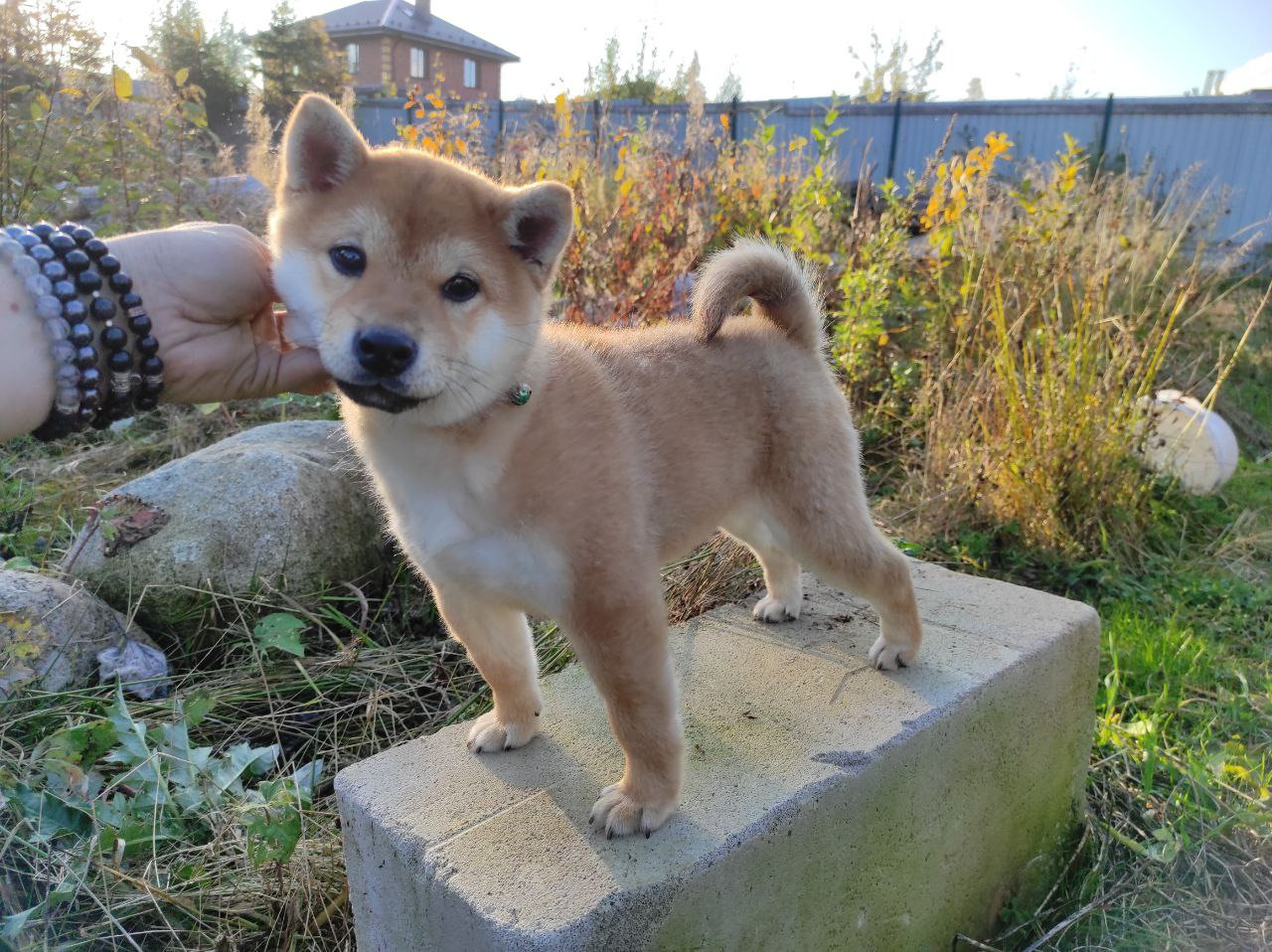 Сиба Rubylight Qiwi питомник Рубилайт 