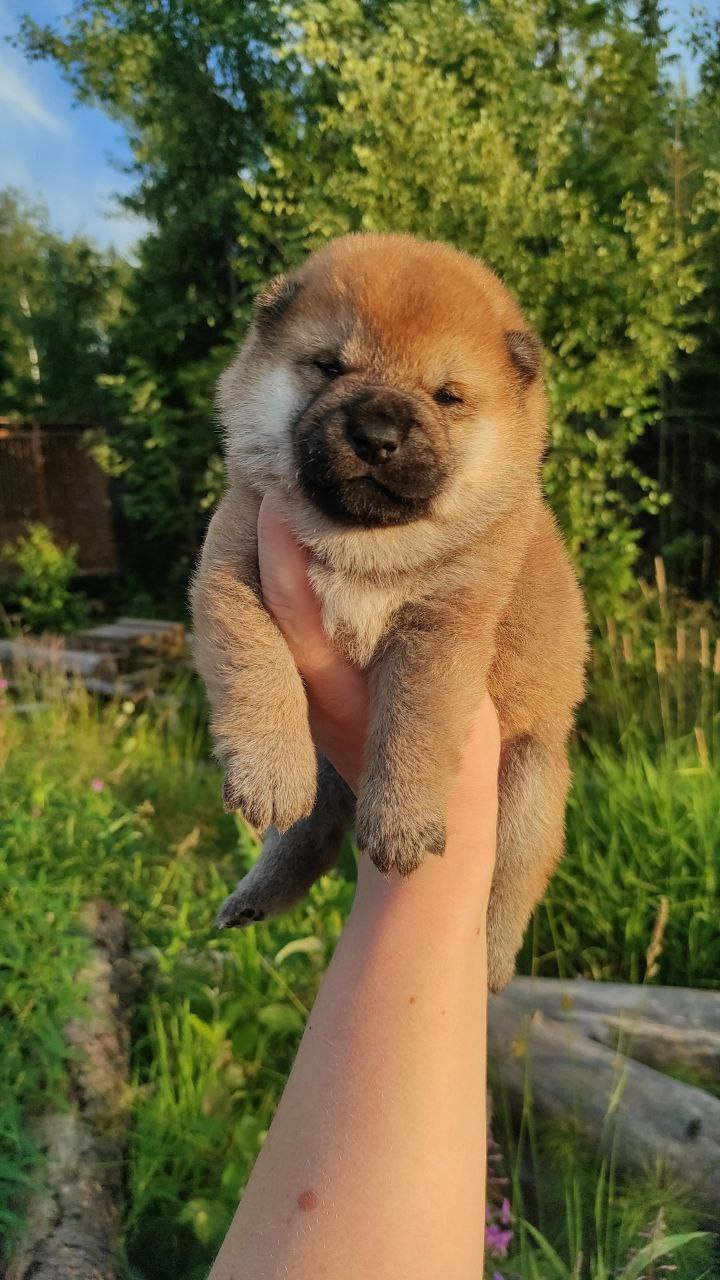 Сиба Rubylight Qiwi питомник Рубилайт 