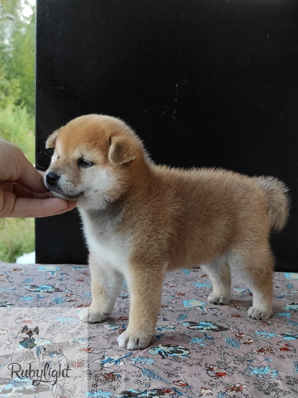 сиба питомник Рубилайт щенки на продажу rubylight  сиба щенки купить Шиба сиба-ину