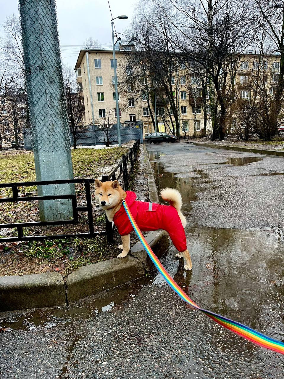 сиба питомник Рубилайт щенки на продажу rubylight  сиба щенки купить Шиба сиба-ину