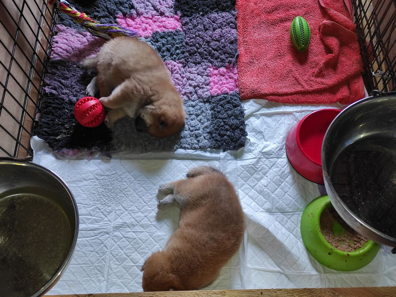 Сиба питомник Рубилайт помет Q