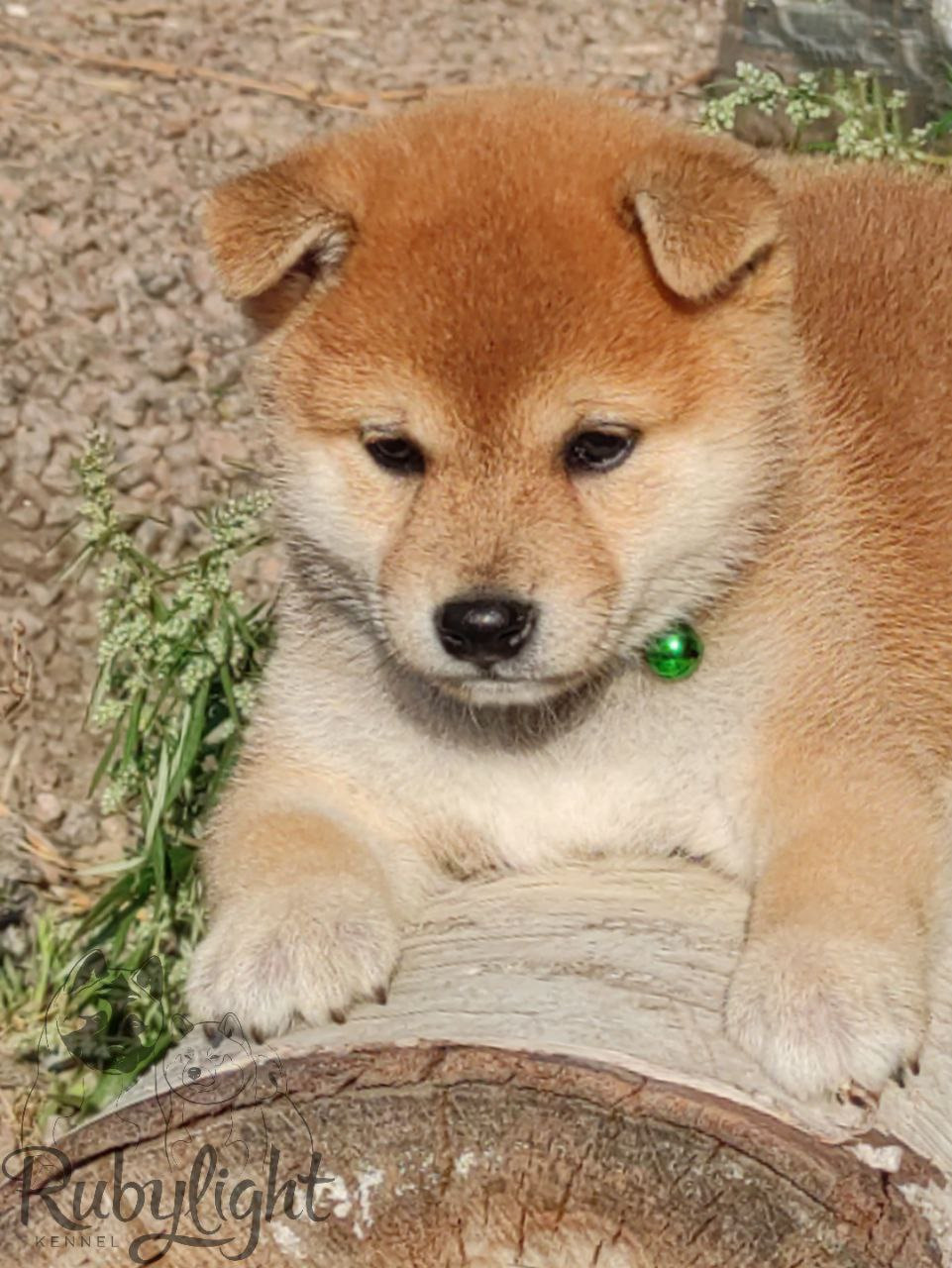 сиба питомник Рубилайт щенки на продажу rubylight  сиба щенки купить Шиба сиба-ину