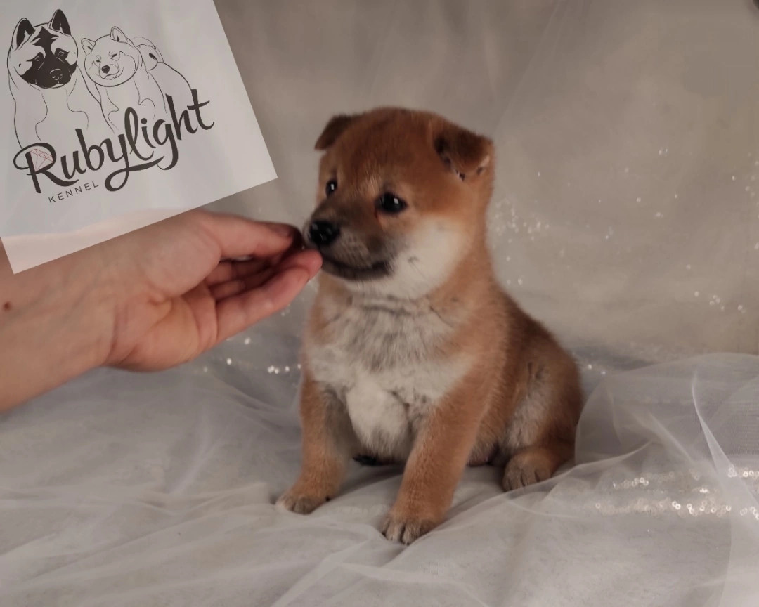 RUBYLIGHT Rika сиба питомник Рубилайт 