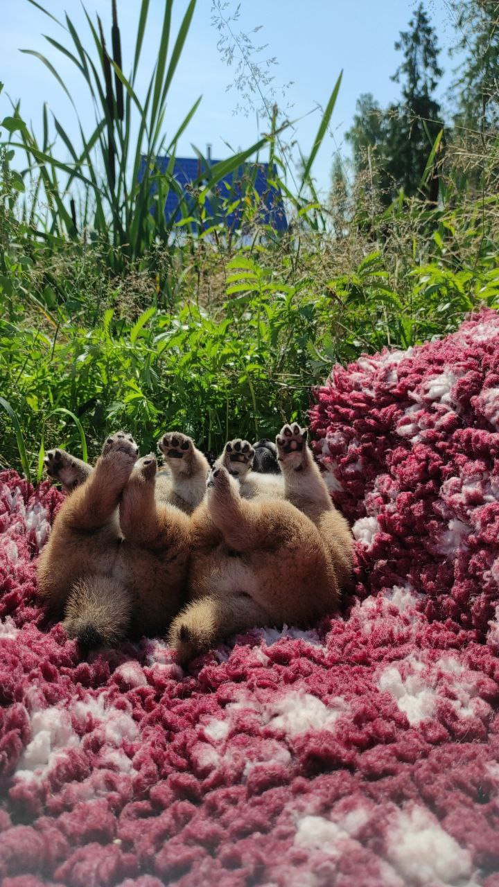 Сиба питомник Рубилайт помет Q