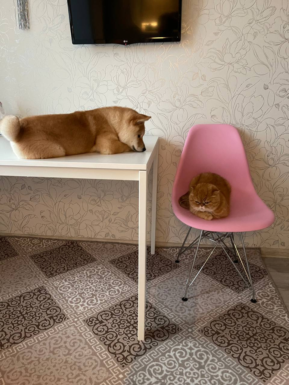 сиба питомник Рубилайт щенки на продажу rubylight  сиба щенки купить Шиба сиба-ину