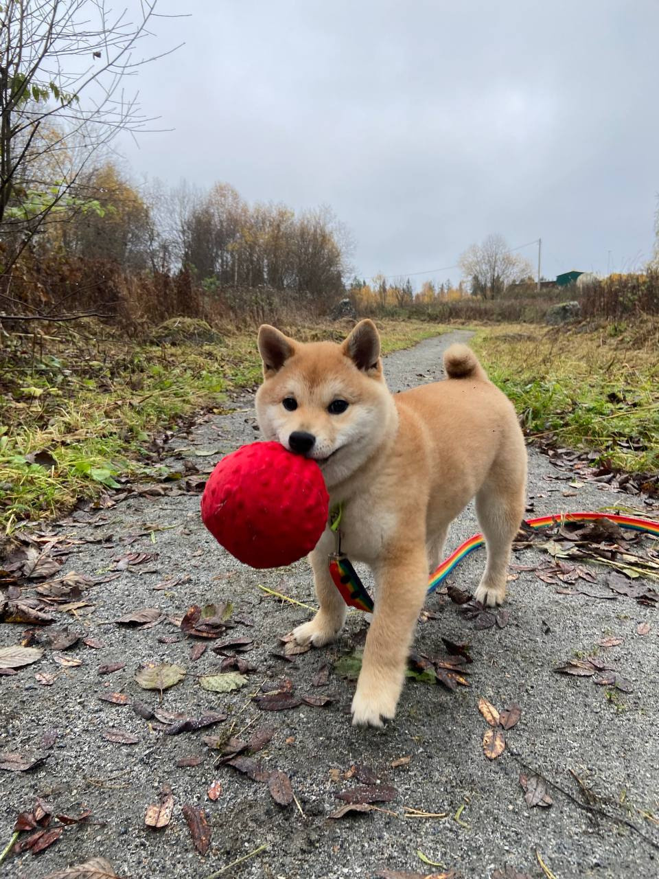 сиба питомник Рубилайт щенки на продажу rubylight  сиба щенки купить Шиба сиба-ину