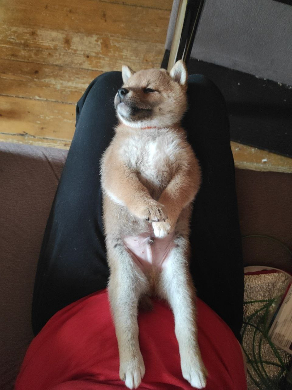 Rubylight Chester сиба питомник Рубилайт 