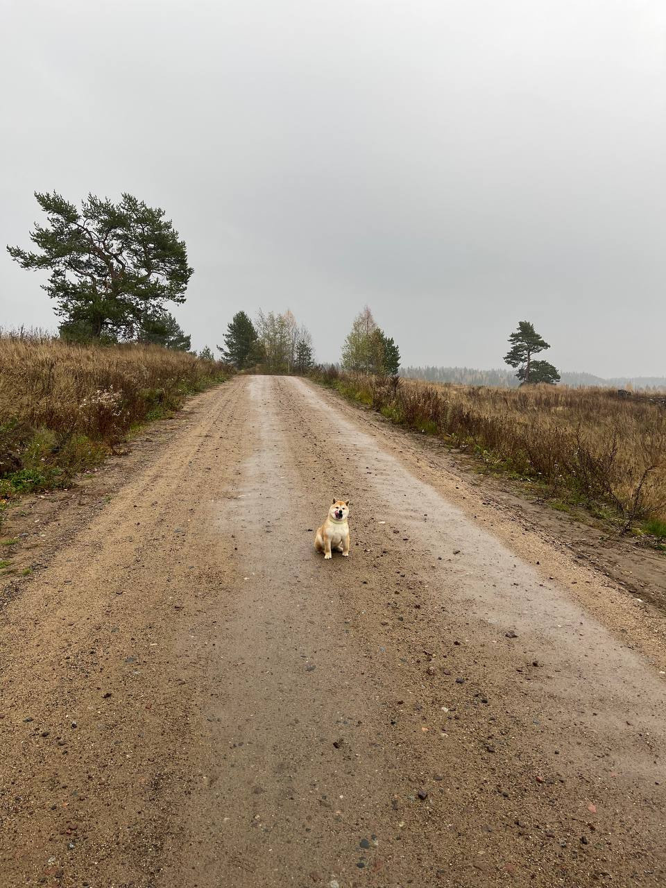 сиба питомник Рубилайт щенки на продажу rubylight  сиба щенки купить Шиба сиба-ину