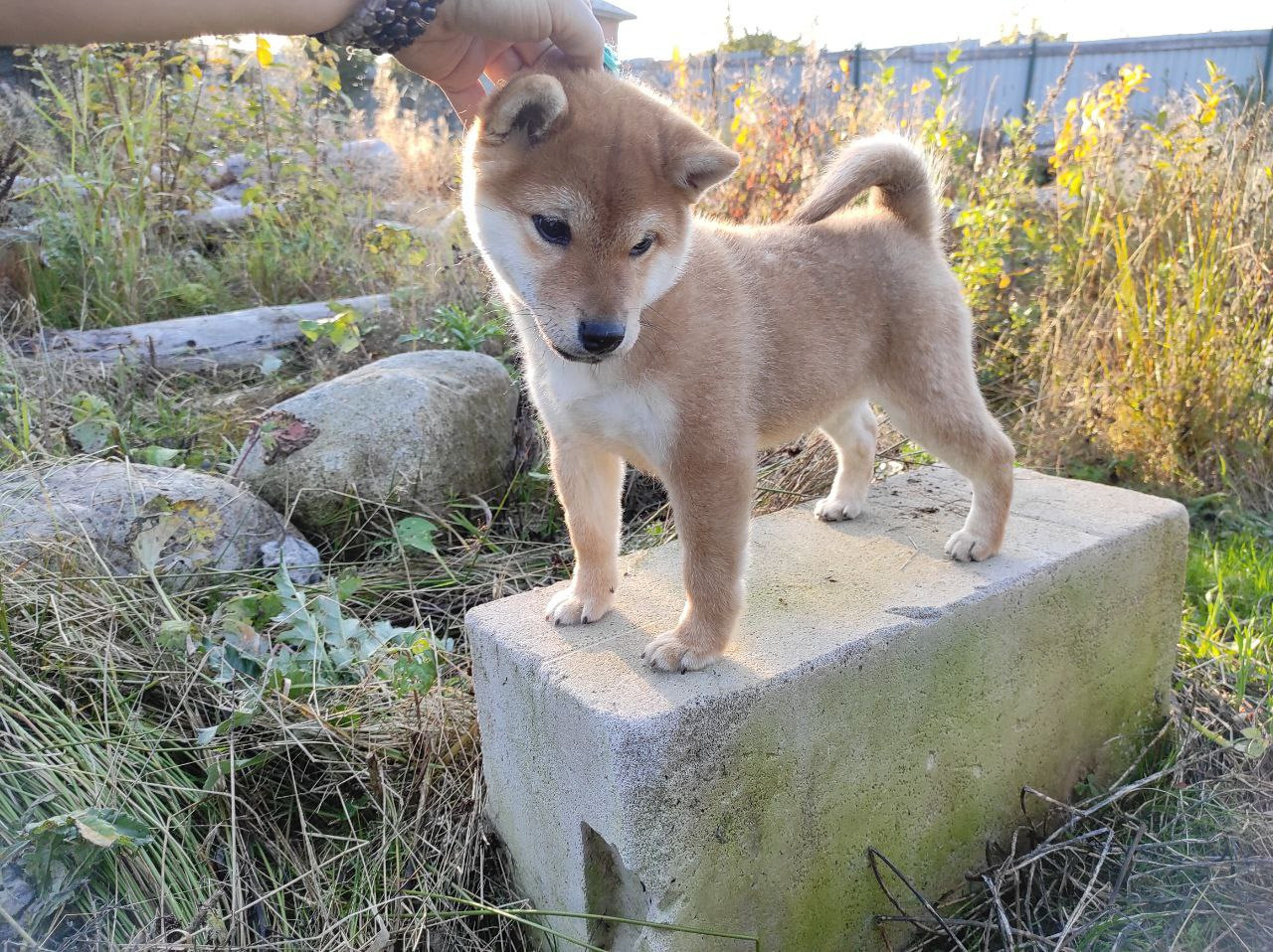 Сиба Rubylight Qiwi питомник Рубилайт 