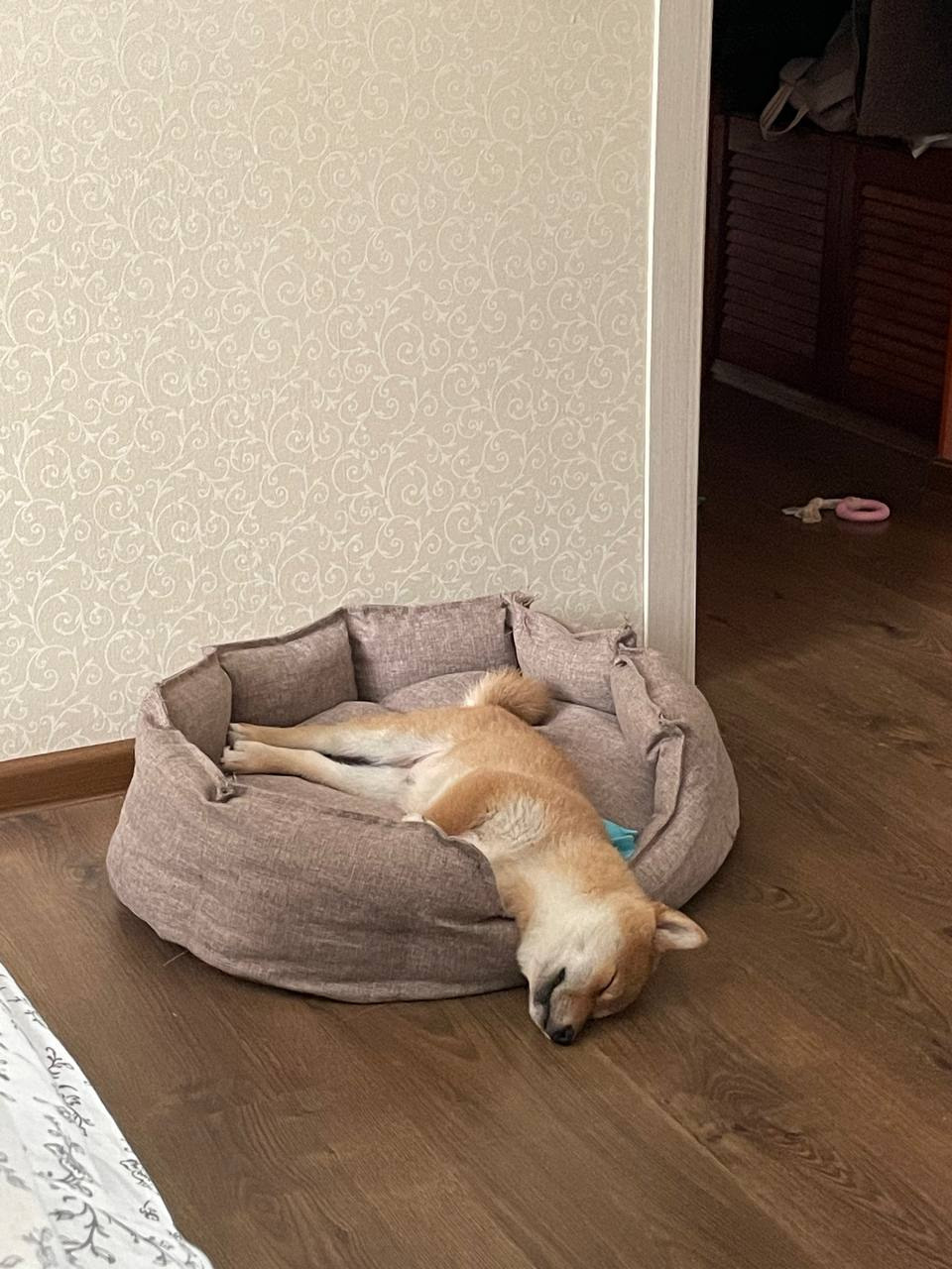 Rubylight Chester сиба питомник Рубилайт 