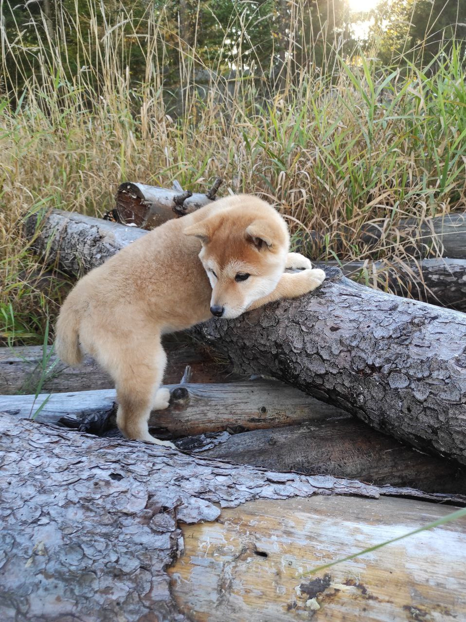 сиба питомник Рубилайт щенки на продажу rubylight  сиба щенки купить Шиба сиба-ину