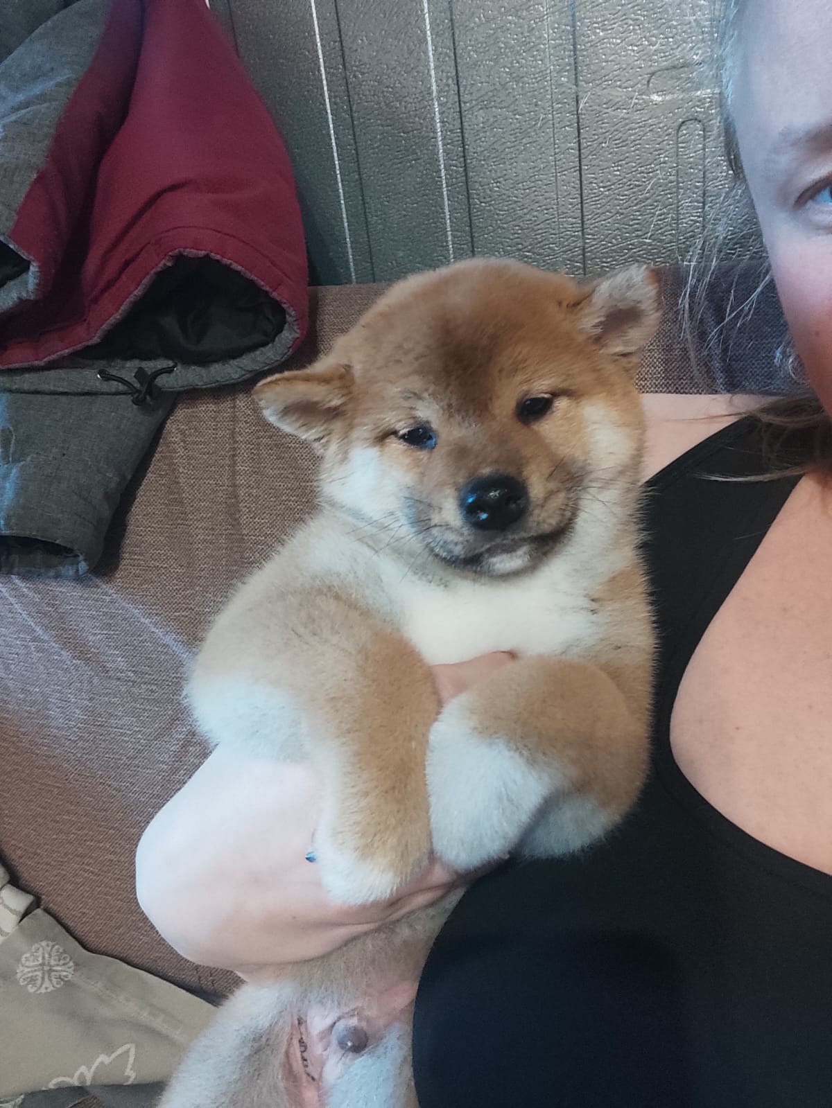 сиба питомник Рубилайт щенки на продажу rubylight  сиба щенки купить Шиба сиба-ину