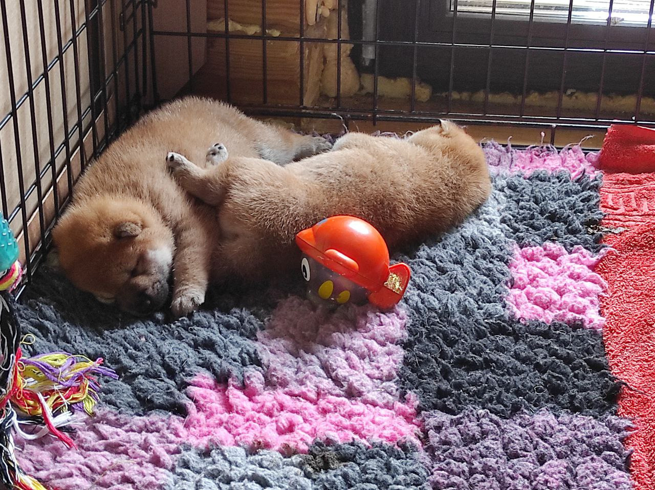 Сиба питомник Рубилайт помет Q