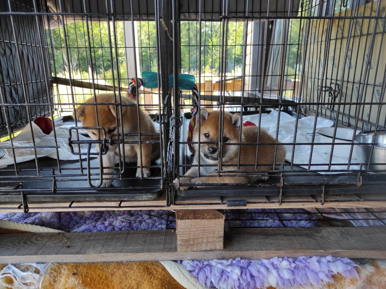 Сиба питомник Рубилайт помет Q