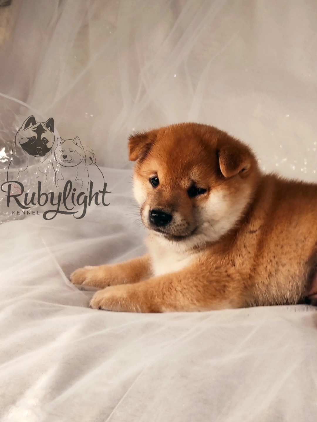 RUBYLIGHT Riki tiki tavi сиба питомник Рубилайт