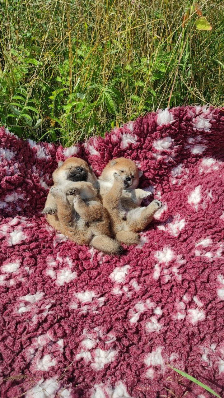 Сиба питомник Рубилайт помет Q