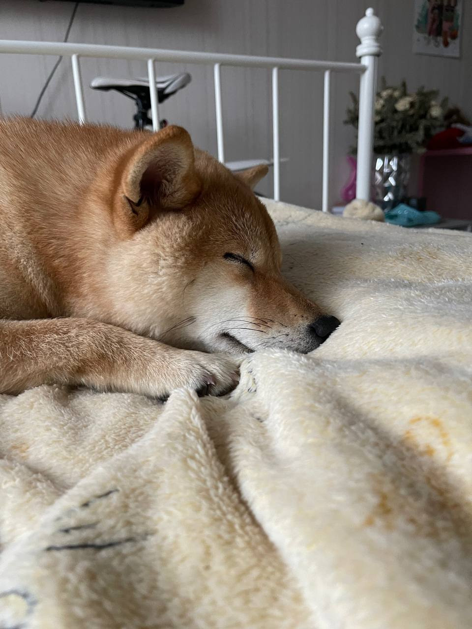 сиба питомник Рубилайт щенки на продажу rubylight  сиба щенки купить Шиба сиба-ину