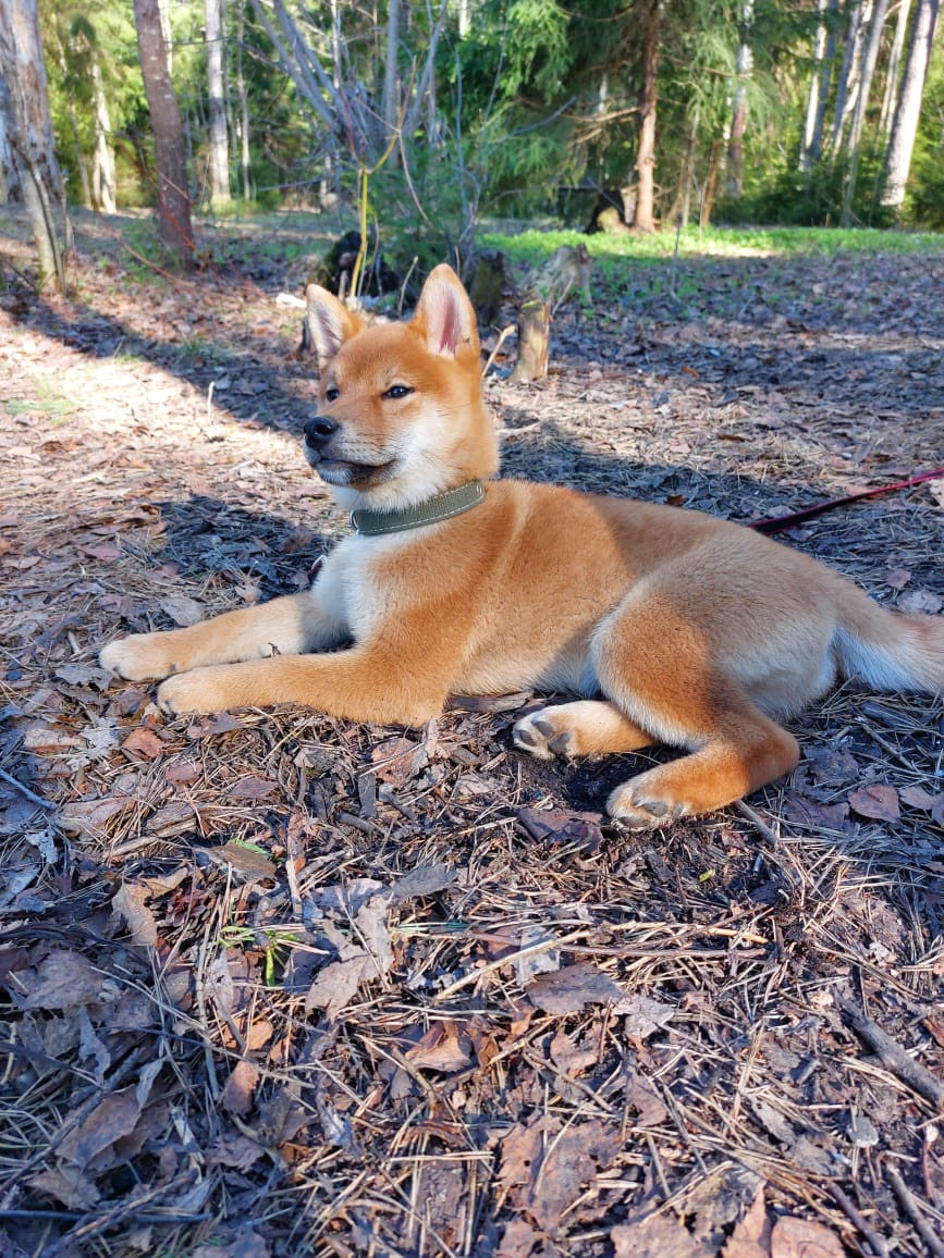 Сиба RUBYLIGHT Taddeus питомник Рубилайт 