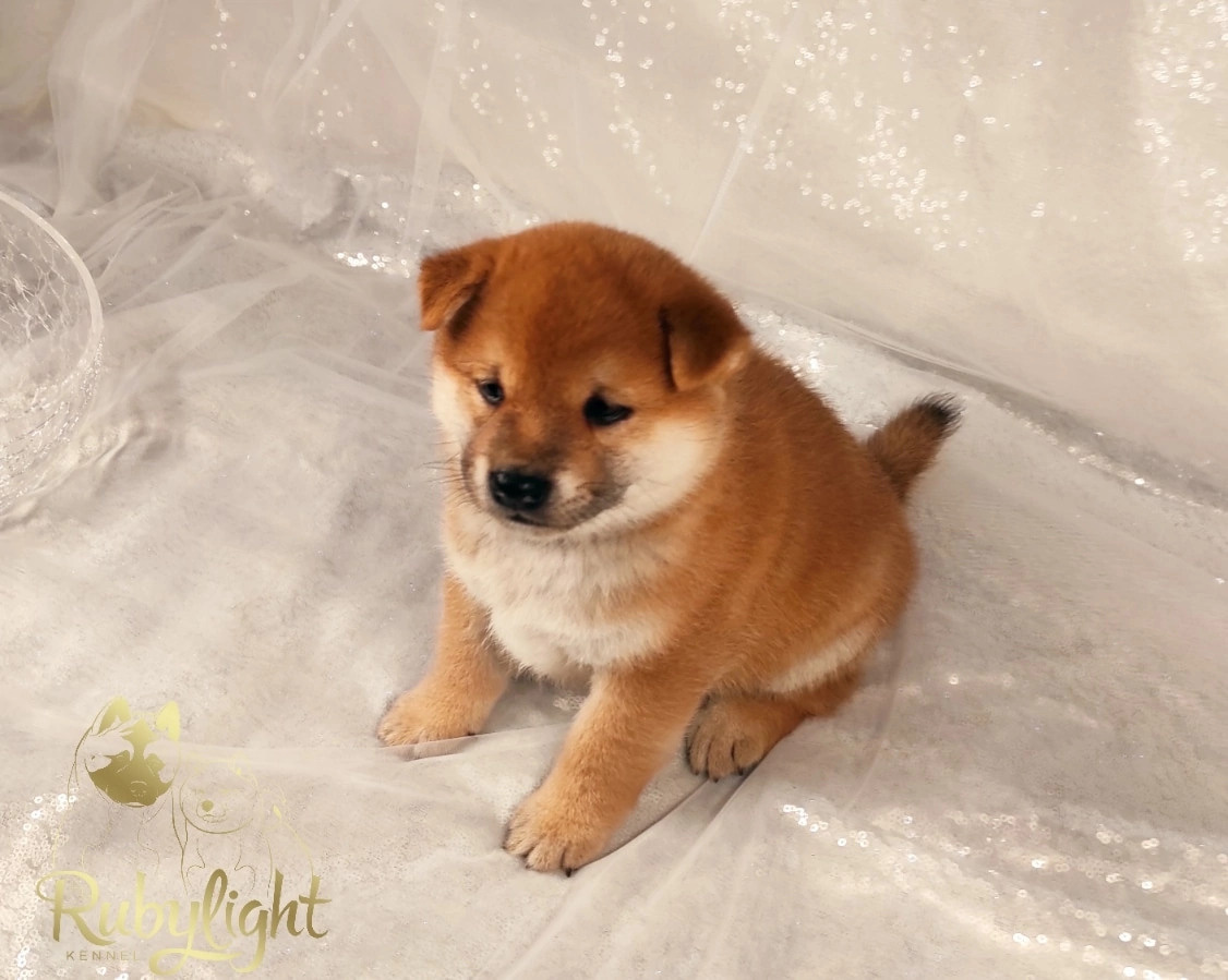 RUBYLIGHT Riki tiki tavi сиба питомник Рубилайт