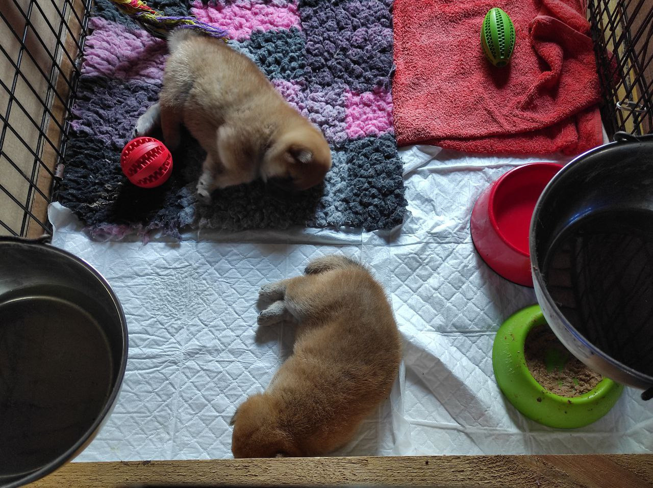 Сиба питомник Рубилайт помет Q